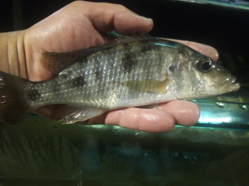 Stigmatochromis woodi 'Chimwalani Reef'